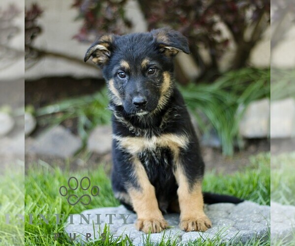 Medium Photo #4 Australian Shepherd-German Shepherd Dog Mix Puppy For Sale in BIRD IN HAND, PA, USA
