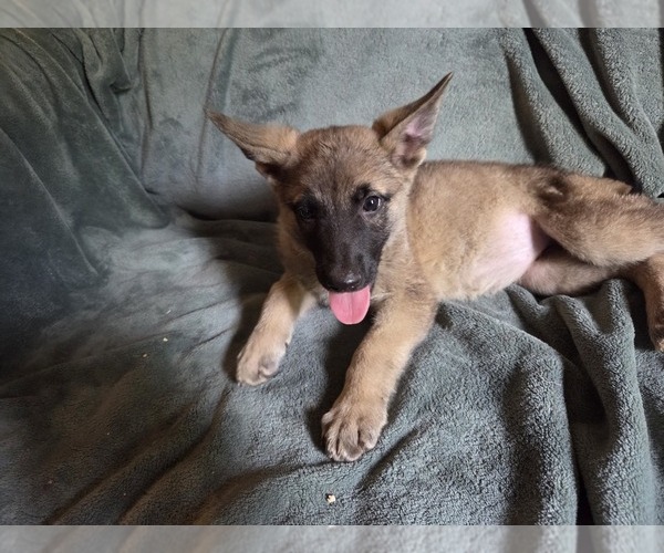 Medium Photo #3 Australian Shepherd-German Shepherd Dog Mix Puppy For Sale in HILLSDALE, MI, USA