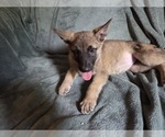 Small #2 Australian Shepherd-German Shepherd Dog Mix