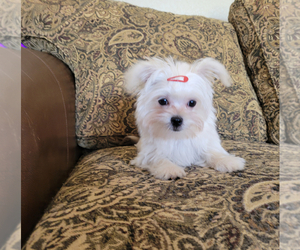Morkie Puppy for sale in SANTA CLARITA, CA, USA