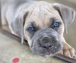 Puppy Puppy 2 Cane Corso