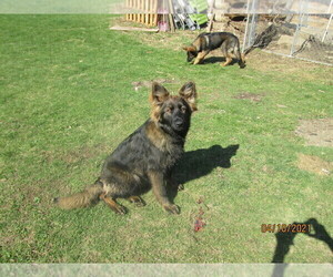 Mother of the German Shepherd Dog puppies born on 06/05/2023