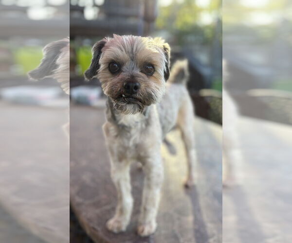 Medium Photo #2 Mutt Puppy For Sale in Menifee, CA, USA