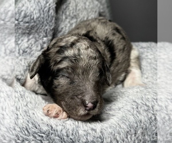 Medium Photo #25 Goldendoodle Puppy For Sale in HOWARD CITY, MI, USA