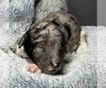 Small Photo #25 Goldendoodle Puppy For Sale in HOWARD CITY, MI, USA