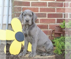 Great Dane Puppy for Sale in BROGUE, Pennsylvania USA
