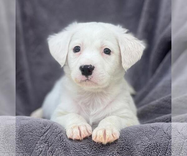 Medium Photo #1 Labrador Retriever-Unknown Mix Puppy For Sale in San Diego, CA, USA