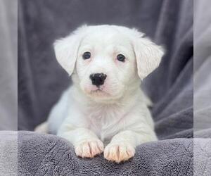 Labrador Retriever-Unknown Mix Dogs for adoption in San Diego, CA, USA