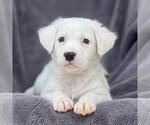Small Labrador Retriever Mix