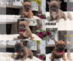 Small French Bulldog