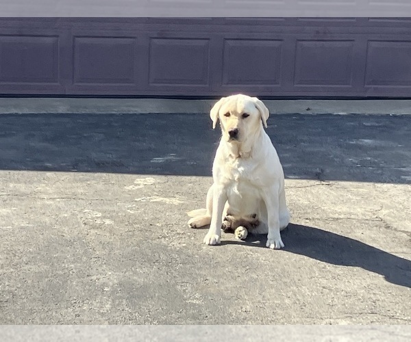 Medium Photo #1 Labsky Puppy For Sale in CANFIELD, OH, USA
