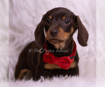 Small Photo #4 Dachshund Puppy For Sale in WARSAW, IN, USA