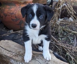 Medium Border Collie