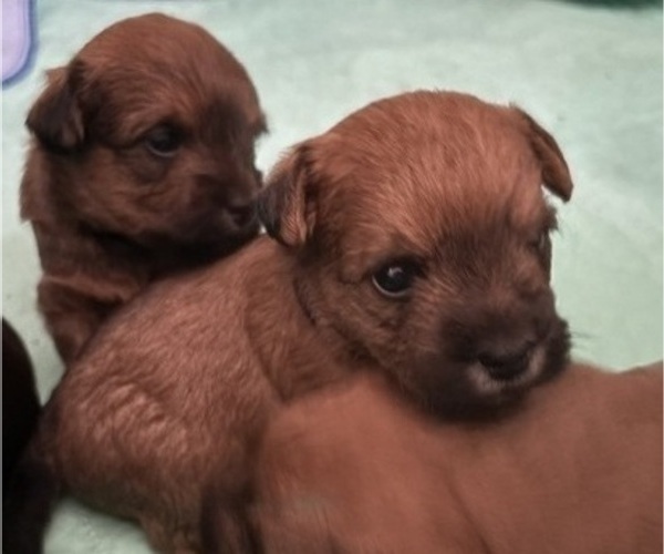 Medium Photo #45 Poocan Puppy For Sale in FAIR OAKS, CA, USA