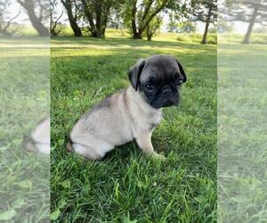 Pug Puppy for sale in JOICE, IA, USA