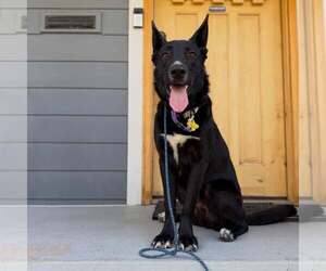 Moby - Male Mutt Dog for Adoption - Photo #6