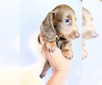 Small #1 Dachshund