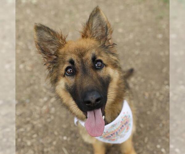 Medium Photo #1 German Shepherd Dog-Unknown Mix Puppy For Sale in San Antonio, TX, USA