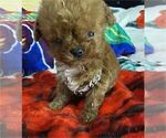 Small #30 Poodle (Toy)