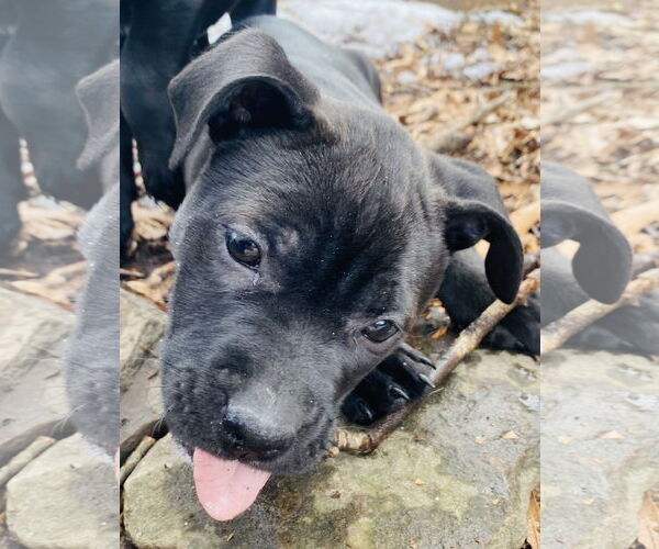 Medium Photo #1 Mutt Puppy For Sale in Holly Springs, NC, USA