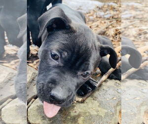 Mutt Dogs for adoption in Holly Springs, NC, USA