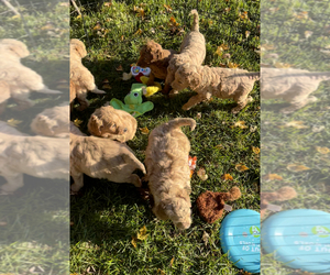 Goldendoodle Puppy for sale in CROTON, MI, USA