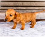 Small Photo #42 Dachshund Puppy For Sale in WAKARUSA, IN, USA