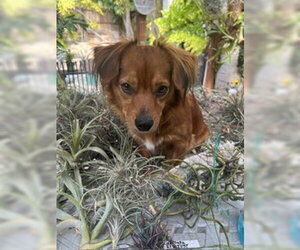 Rusty - OC - Male Dachshund-Unknown Mix Dog for Adoption - Photo #5