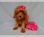 Small Photo #8 Cavapoo Puppy For Sale in MILLERSBURG, OH, USA