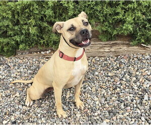 Silly SWEET Ms Strudel ~ Lovely 50lb 3y APBT Lady - Female American Pit Bull Terrier Dog for Adoption - Photo #2