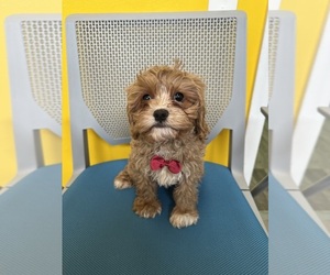 Cavapoo Puppy for sale in RANDOLPH, MA, USA