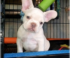 French Bulldog Puppy for sale in DICKINSON, TX, USA