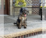 Small #4 Bernedoodle