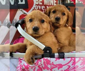 Golden Retriever Puppy for sale in SWEET HOME, OR, USA