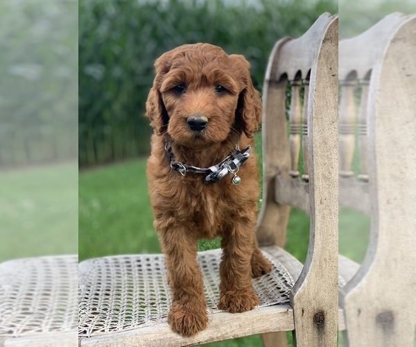 Medium Photo #6 Irish Doodle Puppy For Sale in WOOSTER, OH, USA