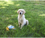 Small #2 Golden Retriever