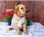 Small Photo #9 Golden Retriever Puppy For Sale in WAKARUSA, IN, USA