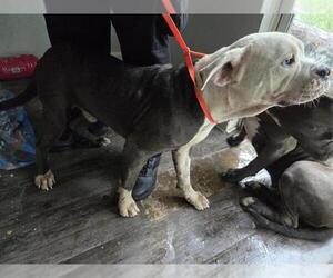 American Pit Bull Terrier-Unknown Mix Dogs for adoption in Houston, TX, USA