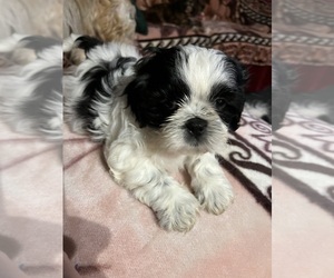 Shih Tzu Puppy for sale in PRINCETON, IN, USA