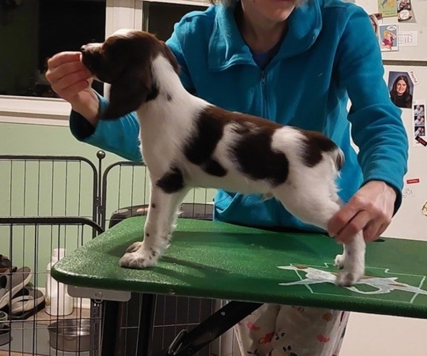 Medium Photo #5 Brittany Puppy For Sale in SOMERSET, OH, USA