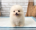 Small Photo #9 Pomeranian Puppy For Sale in LOS ANGELES, CA, USA