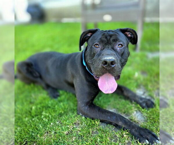 Medium Photo #2 Mutt Puppy For Sale in Long Beach, CA, USA