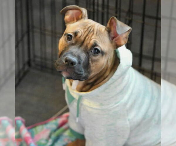 Medium Photo #34 Boxer-Unknown Mix Puppy For Sale in Holly Springs, NC, USA