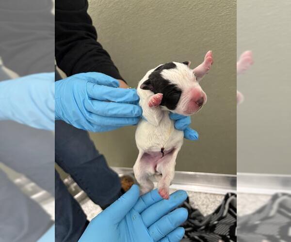 Medium Photo #1 American Staffordshire Terrier-Unknown Mix Puppy For Sale in San Antonio, TX, USA