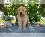 Puppy Lennon Golden Retriever