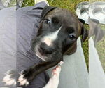 Small American Pit Bull Terrier