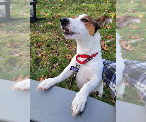 Medium Photo #9 Jack Russell Terrier Puppy For Sale in Oak Bluffs, MA, USA