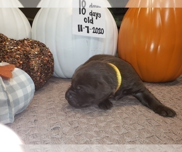 Medium Photo #5 Labrador Retriever Puppy For Sale in KATHLEEN, GA, USA