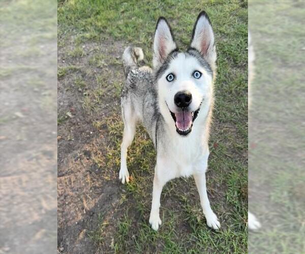 Medium Photo #1 Siberian Husky-Unknown Mix Puppy For Sale in Conroe, TX, USA