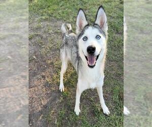 Siberian Husky-Unknown Mix Dogs for adoption in Conroe, TX, USA